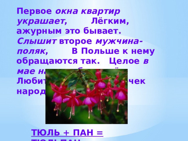 Первое окна квартир украшает , Лёгким, ажурным это бывает. Слышит второе мужчина-поляк , В Польше к нему обращаются так. Целое в мае на клумбе цветёт , Любит красивый цветочек народ. ТЮЛЬ + ПАН = ТЮЛЬПАН 