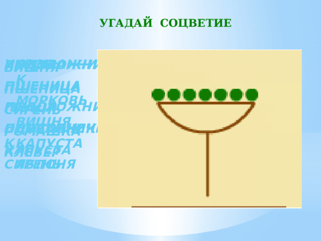 УГАДАЙ СОЦВЕТИЕ ОДУВАНЧИК УКРОП МОРКОВЬ ПШЕНИЦА ВИШНЯ ПОДОРОЖНИК КАПУСТА ПОДСОЛНЕЧНИК СИРЕНЬ ЯБЛОНЯ ПОДОРОЖНИК ПШЕНИЦА ГРУША ОДУВАНЧИК КАПУСТА ВИШНЯ ПШЕНИЦА СИРЕНЬ РОМАШКА КЛЕВЕР 
