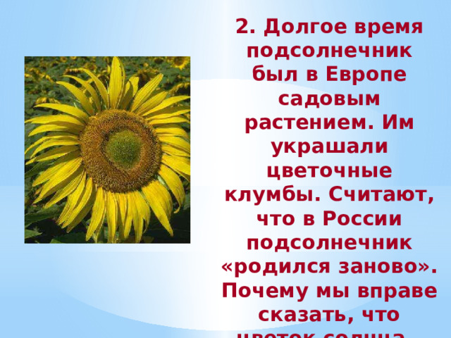 2. Долгое время подсолнечник был в Европе садовым растением. Им украшали цветочные клумбы. Считают, что в России подсолнечник «родился заново». Почему мы вправе сказать, что цветок солнца – цветок нашей страны? 