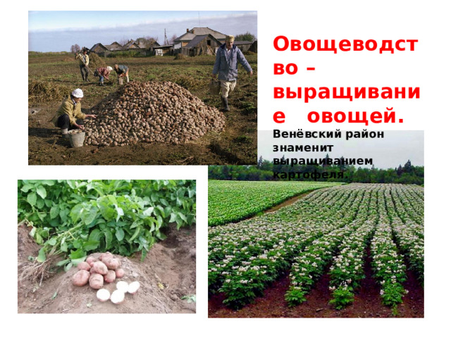 Растениеводство в мире презентация