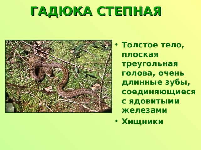 Гадюка в какой природной зоне. Гадюка строение ядовитой железы. Карта распространения Степной гадюки.