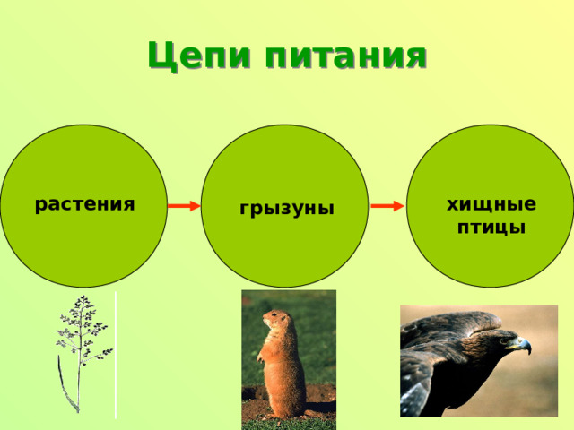 Подумай правда ли что растения кормят всех даже хищников нарисуй схему