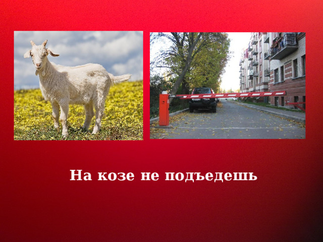 На козе не подъедешь   