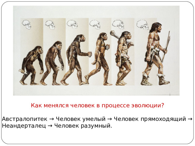 Как менялся человек в процессе эволюции? Австралопитек → Человек умелый → Человек прямоходящий → Неандерталец → Человек разумный. 