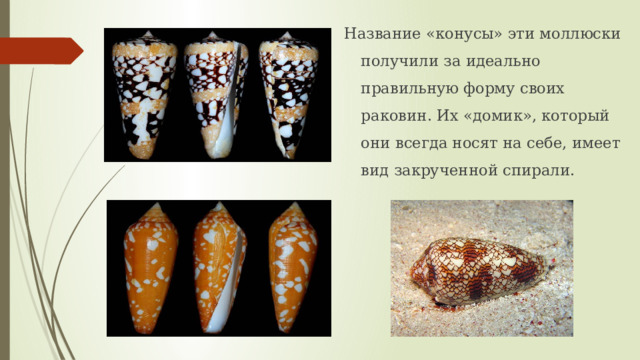 Название «конусы» эти моллюски получили за идеально правильную форму своих раковин. Их «домик», который они всегда носят на себе, имеет вид закрученной спирали. 
