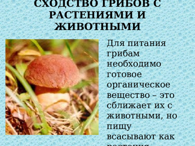 Характеристика искусственно выращиваемых съедобных грибов. Каково значение грибов трутовиков в природе?. Гриб 9 жизней.