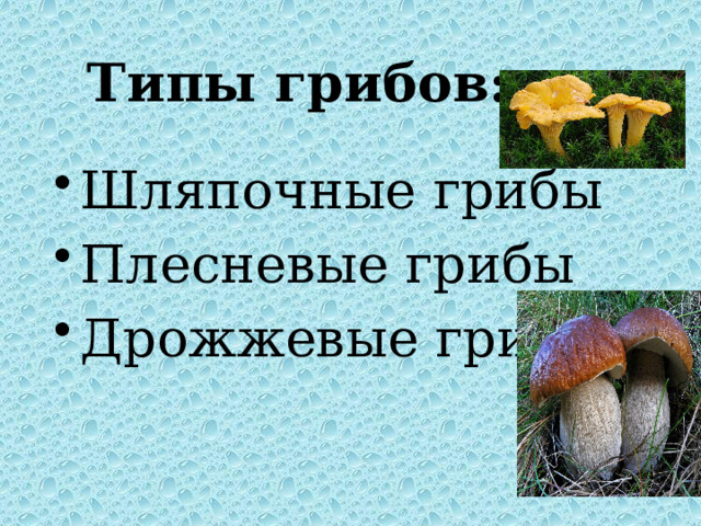 Типы грибов: Шляпочные грибы Плесневые грибы Дрожжевые грибы 