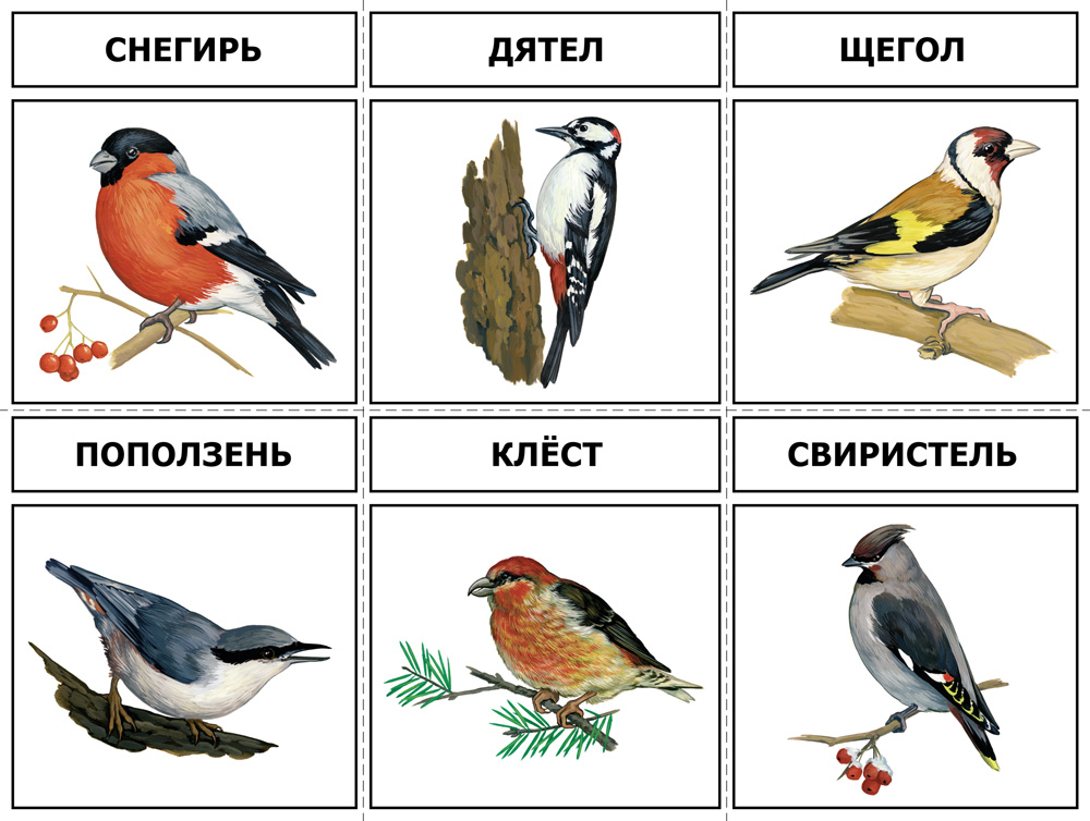 Картинки по теме птицы