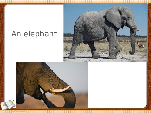 An elephant 