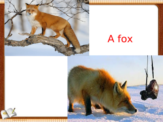A fox 