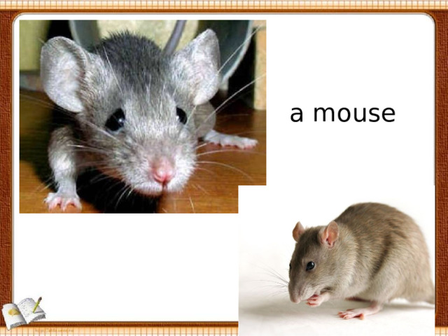 a mouse 