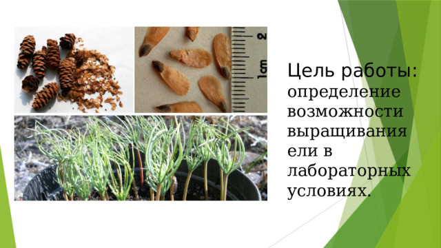Цель работы: определение возможности выращивания ели в лабораторных условиях. 