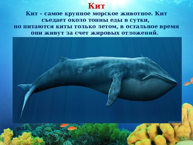Кит Кит – самое крупное морское животное. Кит съедает около тонны еды в сутки, но питаются киты только летом, в остальное время они живут за счет жировых отложений. 