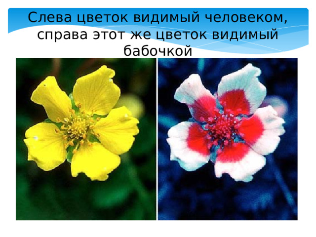 Слева цветок видимый человеком, справа этот же цветок видимый бабочкой 