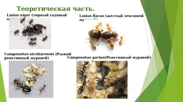 Теоретическая часть. Lasius niger (черный садовый муравей ) Lasius flavus (желтый земляной муравей) Camponotus nicobarensis (Рыжий реактивный муравей) Camponotus parius(Реактивный муравей) 
