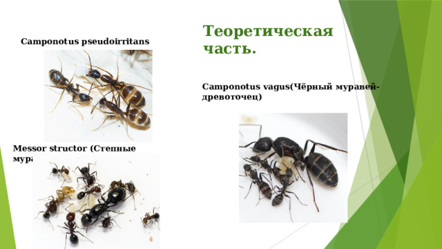 Теоретическая часть. Camponotus pseudoirritans Camponotus vagus(Чёрный муравей-древоточец) Messor structor (Степные муравьи-жнецы) 