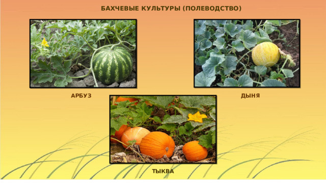 Бахчевые культуры презентация