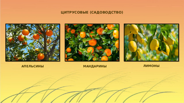 ЦИТРУСОВЫЕ (САДОВОДСТВО) ЛИМОНЫ МАНДАРИНЫ АПЕЛЬСИНЫ 