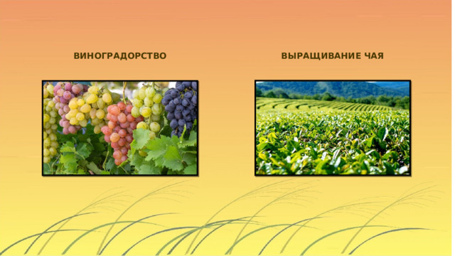 ВИНОГРАДОРСТВО ВЫРАЩИВАНИЕ ЧАЯ 
