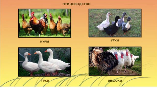 ПТИЦЕВОДСТВО УТКИ КУРЫ ИНДЮКИ ГУСИ 