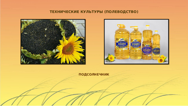 ТЕХНИЧЕСКИЕ КУЛЬТУРЫ (ПОЛЕВОДСТВО) ПОДСОЛНЕЧНИК 