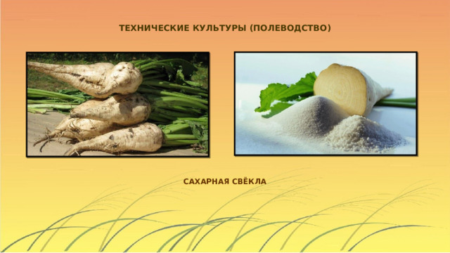 ТЕХНИЧЕСКИЕ КУЛЬТУРЫ (ПОЛЕВОДСТВО) САХАРНАЯ СВЁКЛА 