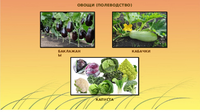 ОВОЩИ (ПОЛЕВОДСТВО) БАКЛАЖАНЫ КАБАЧКИ КАПУСТА 