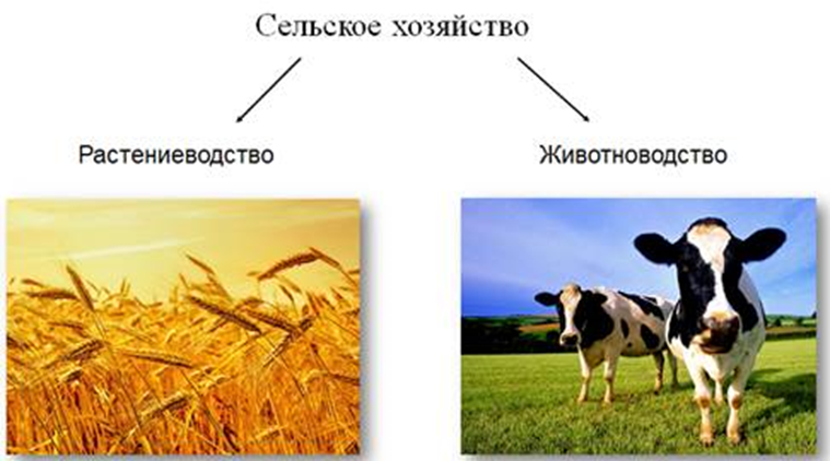 Сельское население кратко. Хозяйственная деятельность городского и сельского населения. Хозяйственная деятельность людей городское и сельское население. Хозяйственная деятельность людей городское и сельское население 7. Городское и сельское население картинки.