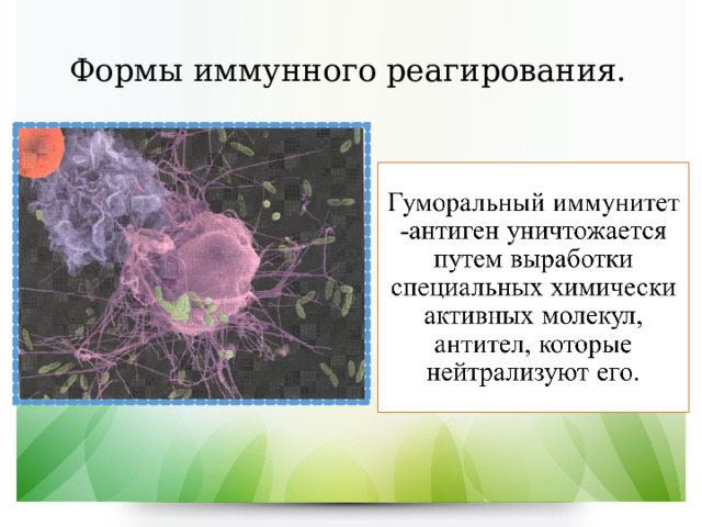 Тест по теме иммунитет 8 класс биология. Просмотр биология. Иммунное.