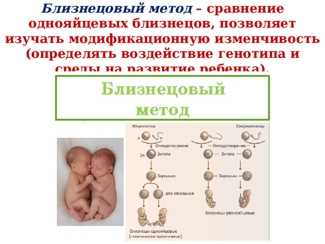  Близнецовый метод  – сравнение однояйцевых близнецов, позволяет изучать модификационную изменчивость (определять воздействие генотипа и среды на развитие ребенка). 