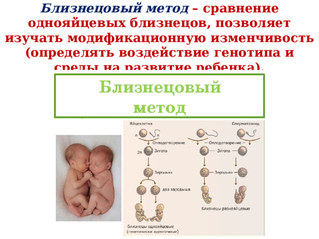 Близнецовый метод в биологии. Что изучает близнецовый метод\д. Методы исследования.