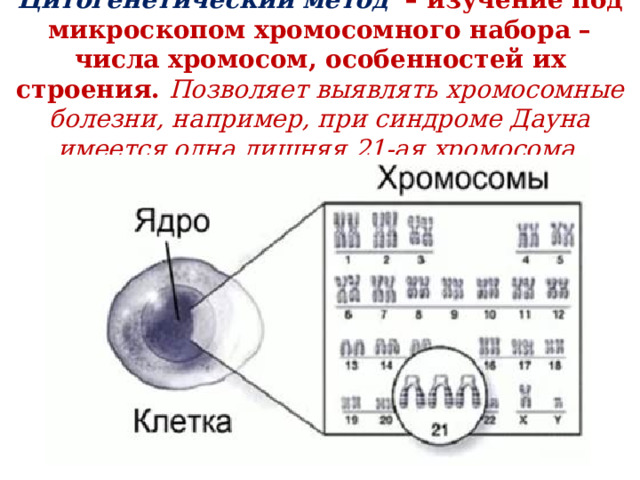 Цитогенетический метод  – изучение под микроскопом хромосомного набора – числа хромосом, особенностей их строения. Позволяет выявлять хромосомные болезни, например, при синдроме Дауна имеется одна лишняя 21-ая хромосома. 