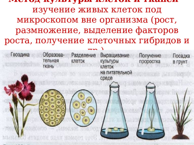  Метод культуры клеток и тканей – изучение живых клеток под микроскопом вне организма (рост, размножение, выделение факторов роста, получение клеточных гибридов и др.).   