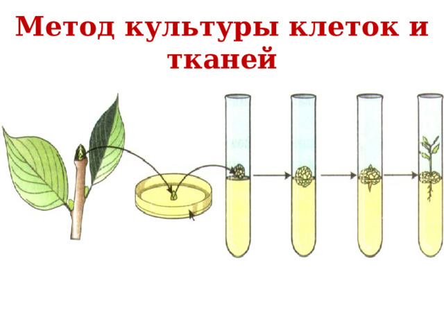 Метод культуры клеток и тканей 