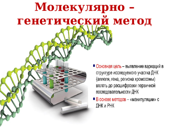 Молекулярно – генетический метод 