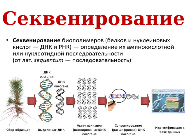 Секвенирование 