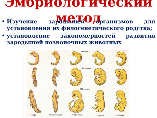Эмбриологический метод Изучение зародышей организмов для установления их филогенетического родства; установление закономерностей развития зародышей позвоночных животных 