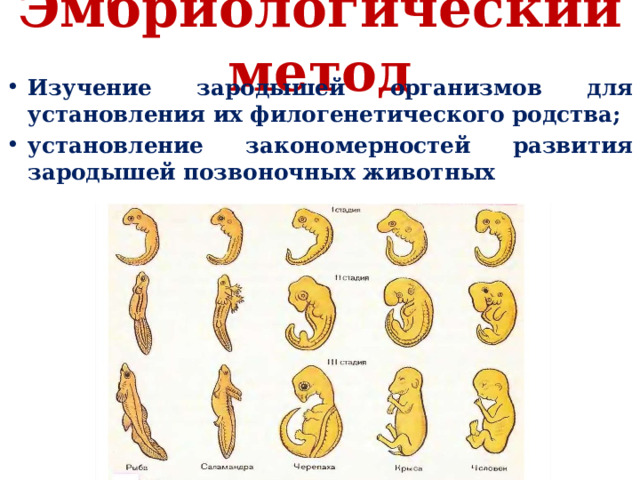 Перечислите признаки сходства зародышей у позвоночных