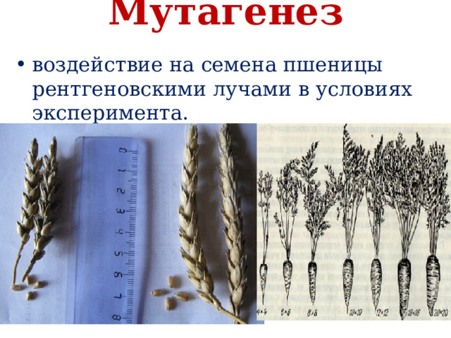 Мутагенез   воздействие на семена пшеницы рентгеновскими лучами в условиях эксперимента.   