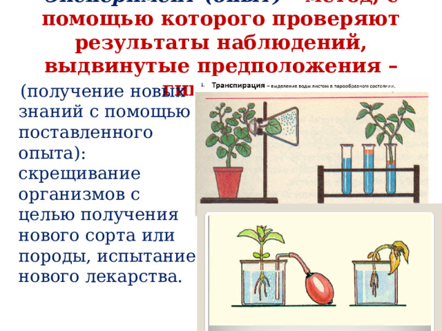 Эксперимент (опыт) – метод, с помощью которого проверяют результаты наблюдений, выдвинутые предположения – гипотезы  (получение новых знаний с помощью поставленного опыта): скрещивание организмов с целью получения нового сорта или породы, испытание нового лекарства. 