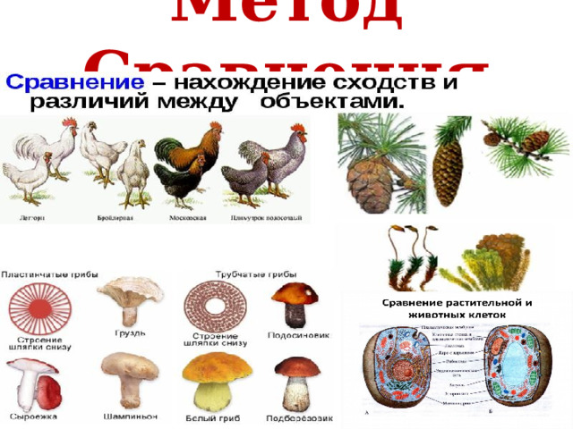 Метод Сравнения 