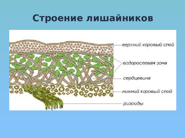 Схема внутреннего строения лишайника 5 класс биология