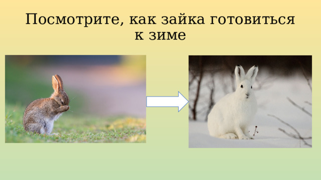 Посмотрите, как зайка готовиться к зиме 