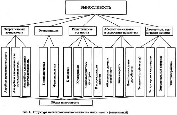 Лекция. Основы методики воспитания выносливости
