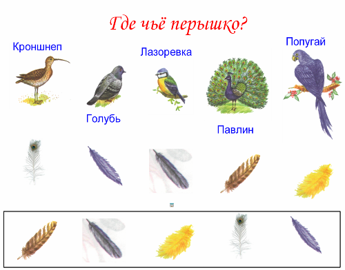 Перья птиц окружающий мир 1 класс