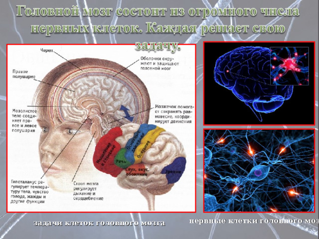 нервные клетки головного мозга задачи клеток головного мозга 
