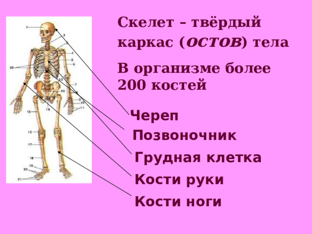Скелет – твёрдый каркас ( остов ) тела В организме более 200 костей Череп Позвоночник Грудная клетка Кости руки Кости ноги 