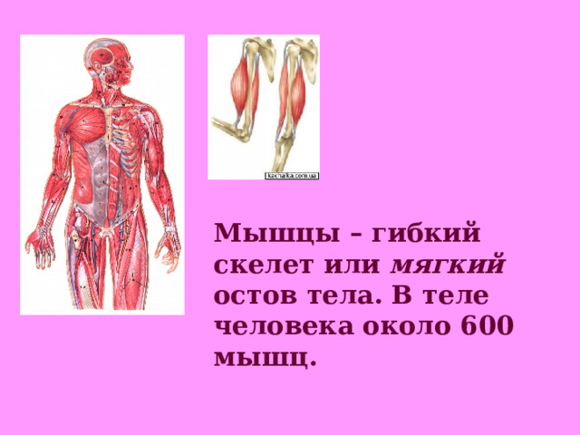 Мышцы – гибкий скелет или мягкий остов тела. В теле человека около 600 мышц. 