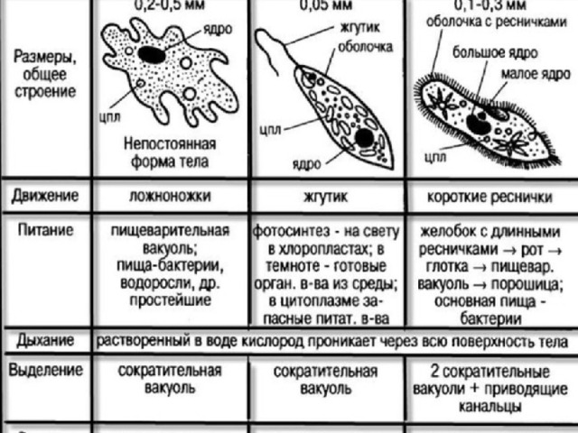 Докажите что план строения тела одноклеточных соответствует общим чертам организации ядерных клеток