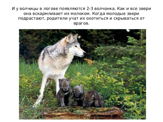 И у волчицы в логове появляются 2-3 волчонка. Как и все звери она вскармливает их молоком. Когда молодые звери подрастают, родители учат их охотиться и скрываться от врагов.   